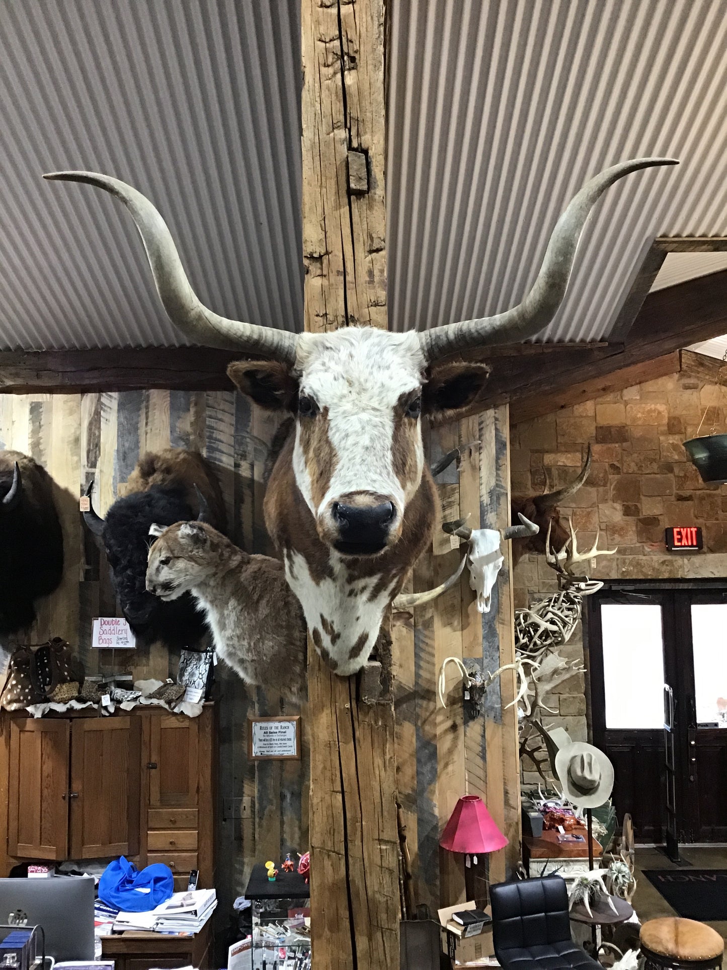*SOLD*TRI COLOR LONGHORN MOUNT