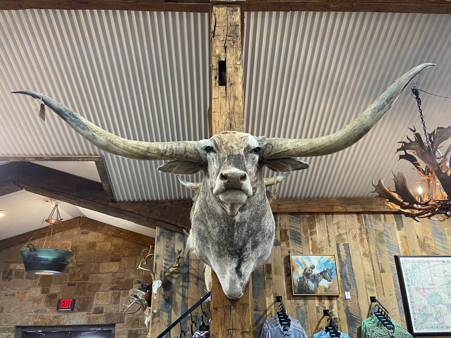 *SOLD*BRINDLE LONGHORN MOUNT