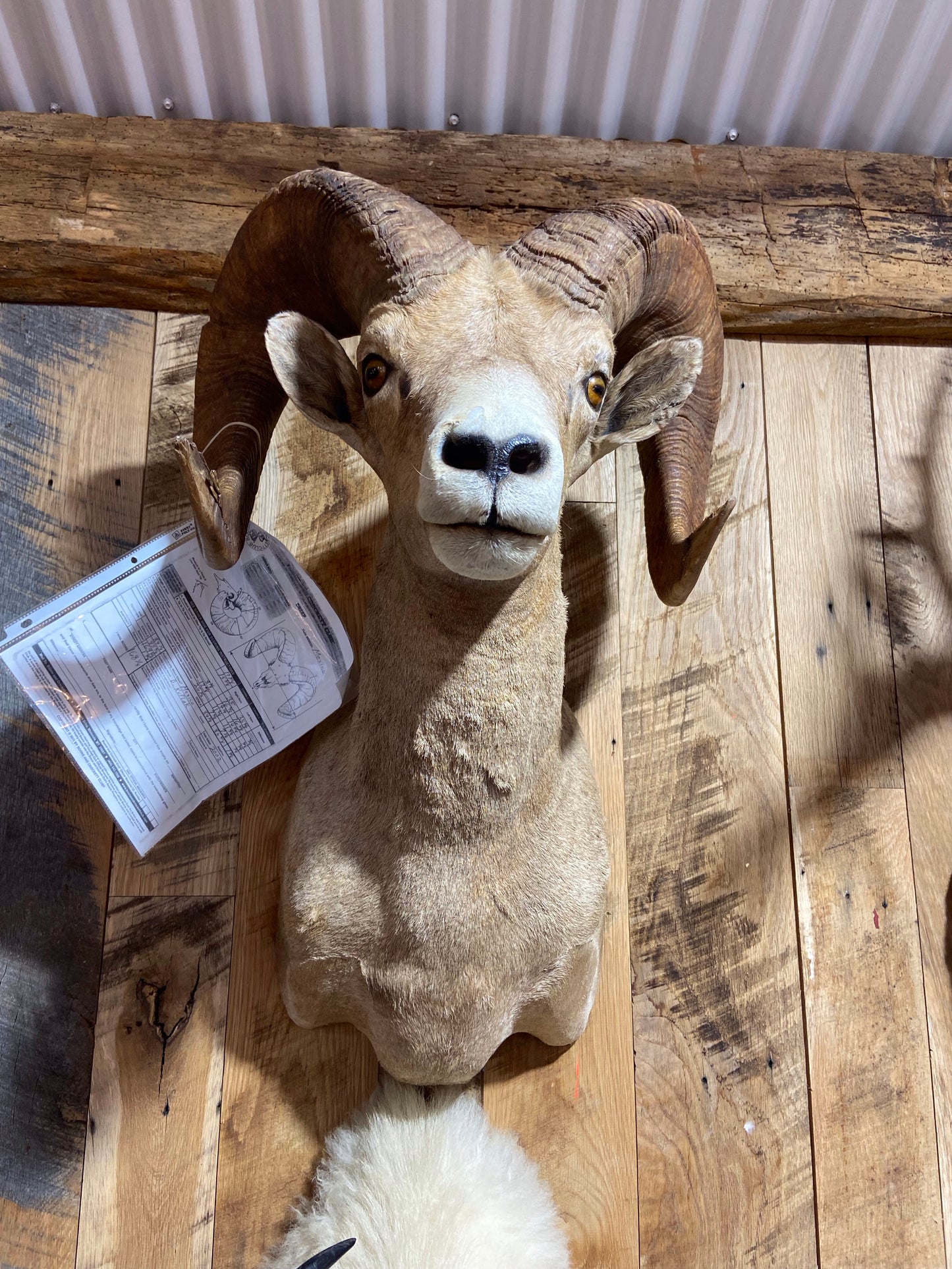 DESERT BIGHORN SHEEP RAM SHOULDER MOUNT