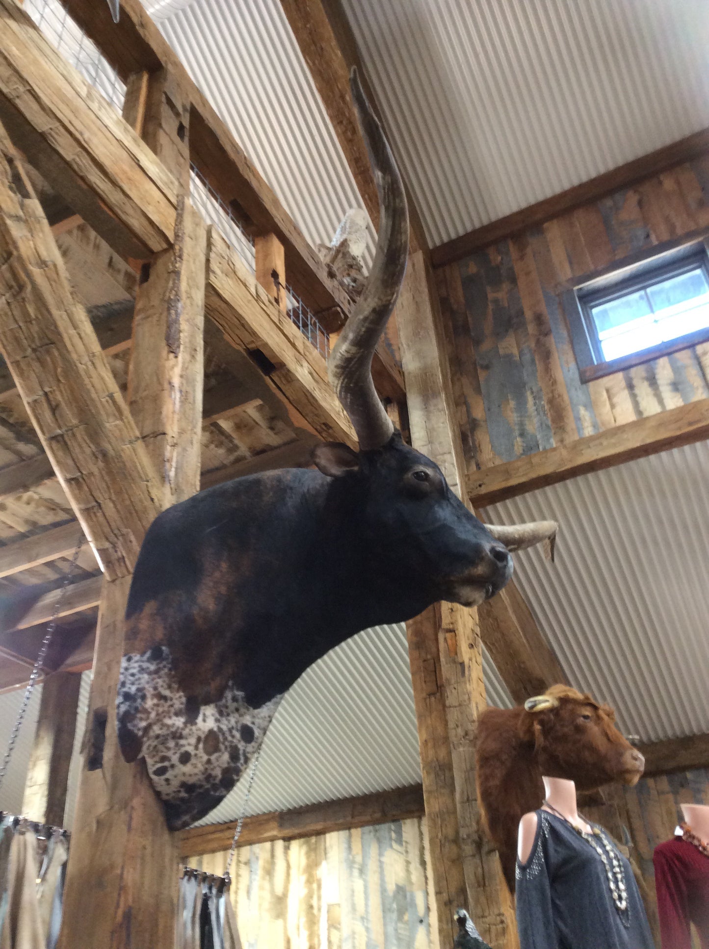 *SOLD* Longhorn Mount