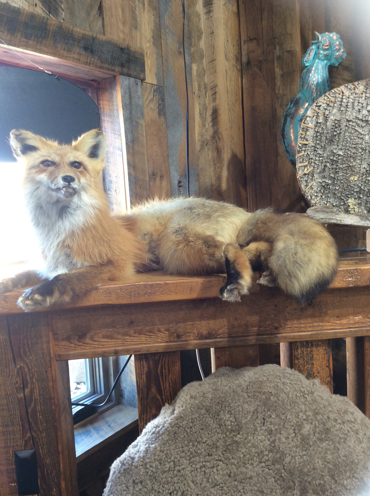 Red Fox