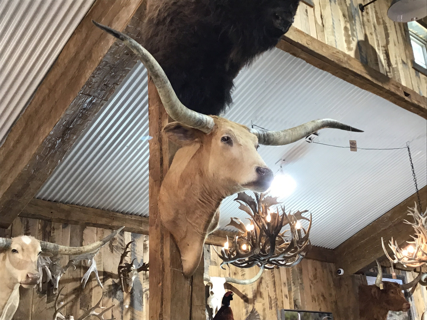 *SOLD* TAN LONGHORN MOUNT