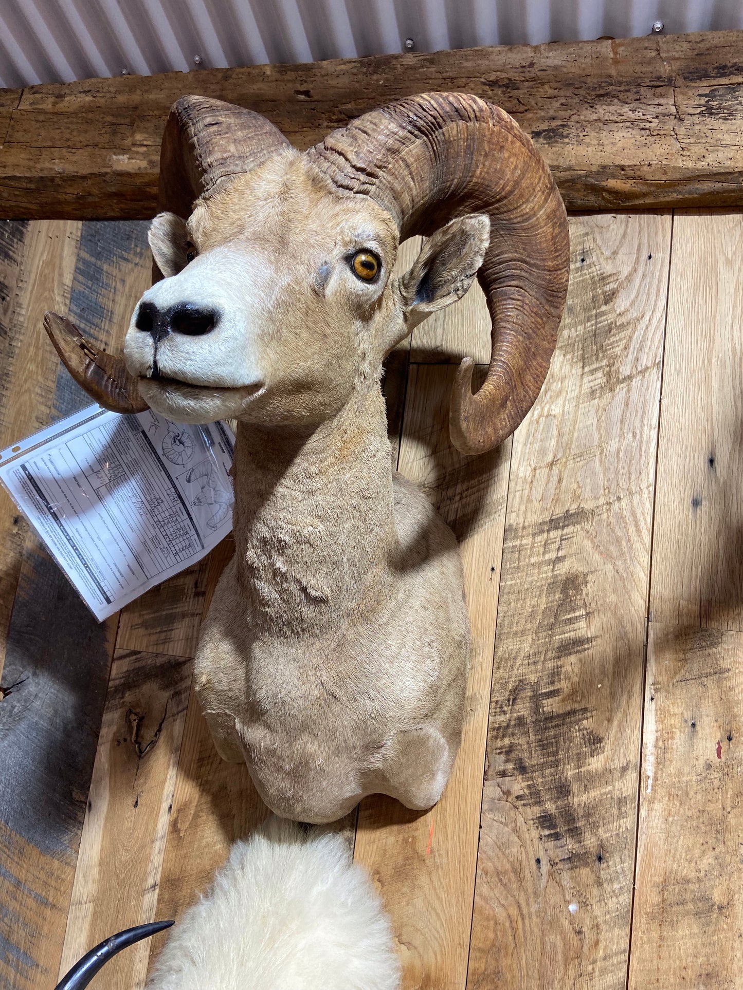 DESERT BIGHORN SHEEP RAM SHOULDER MOUNT