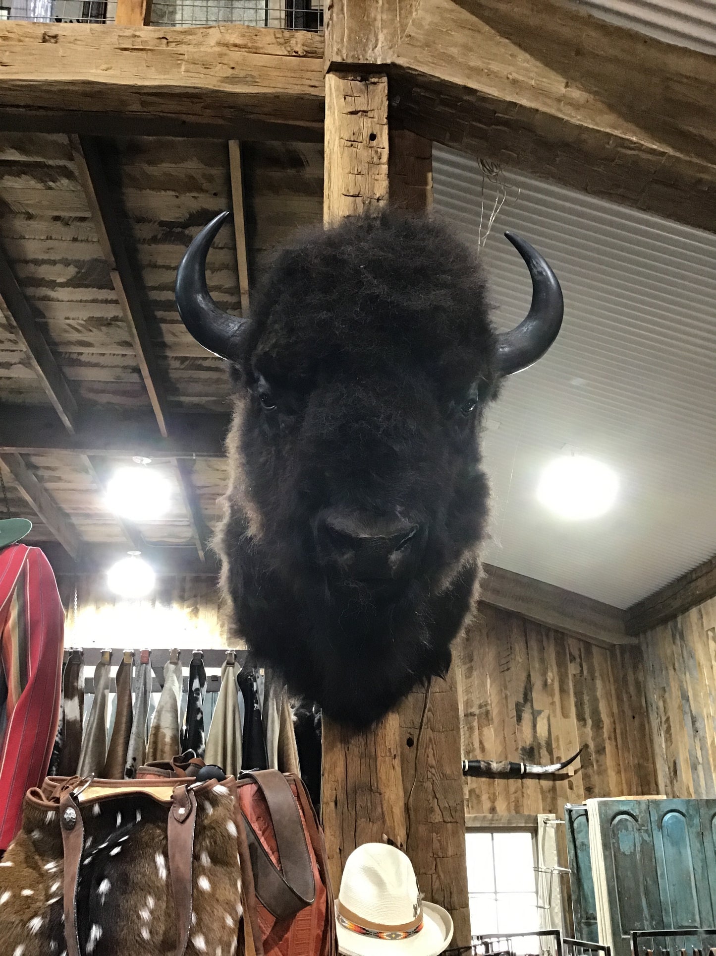 Bison Mount Herd Bull *SOLD OUT*