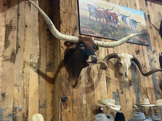 BRINDLE LONGHORN MOUNT *SOLD*