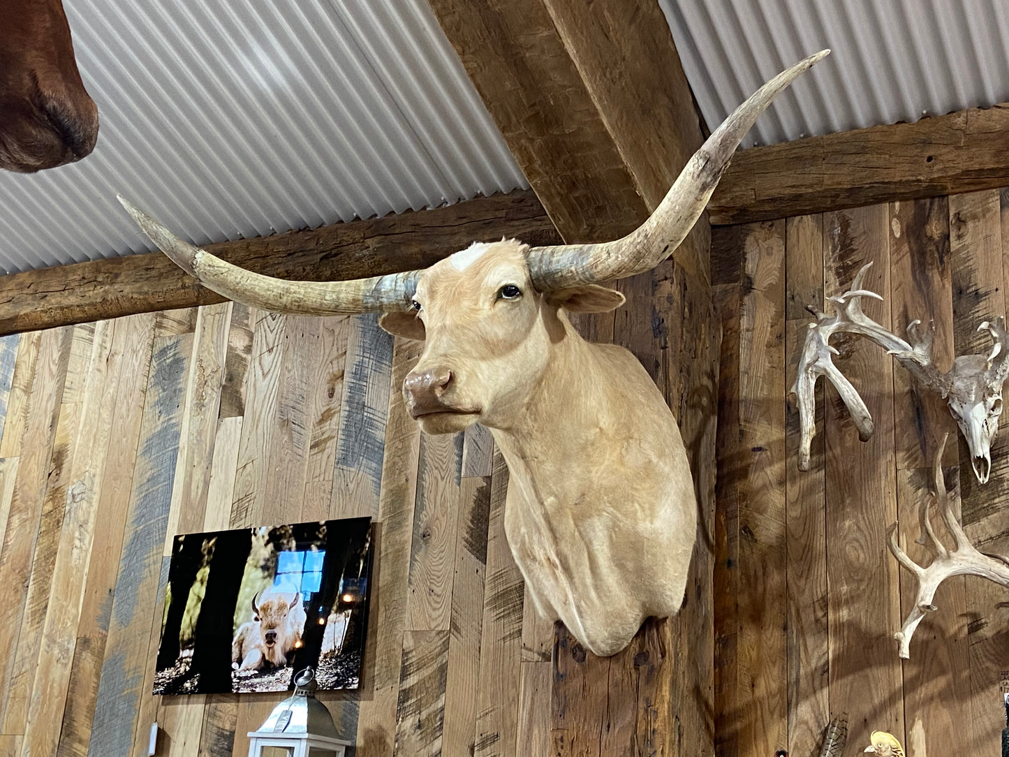 *SOLD* Tan longhorn mount