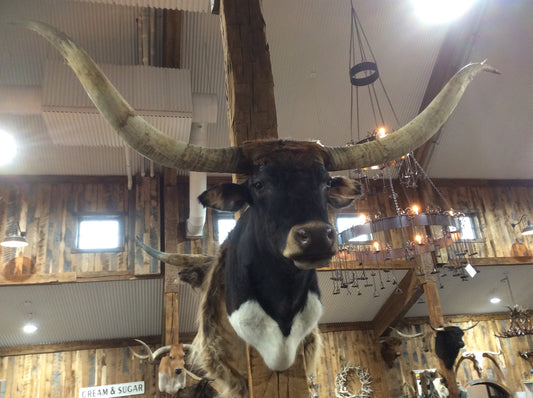 *SOLD* Longhorn Mount