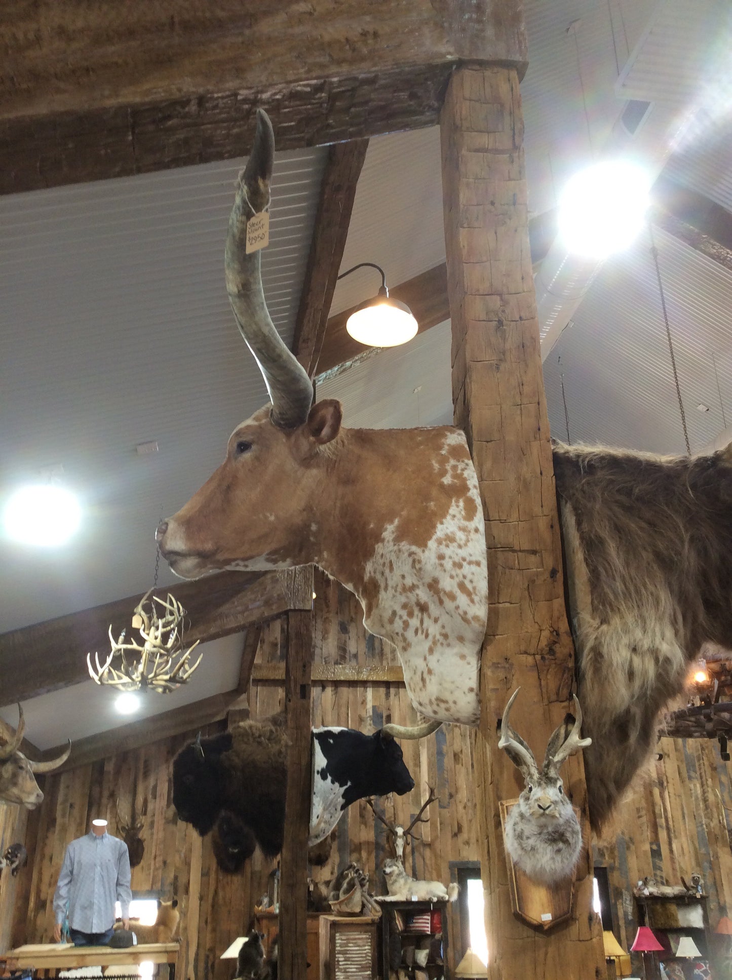 *SOLD* Longhorn Mount