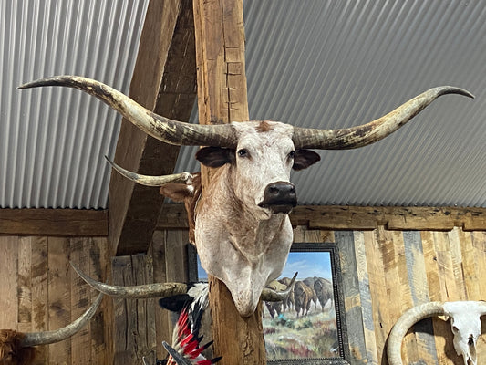 *SOLD*White with light orange longhorn mount
