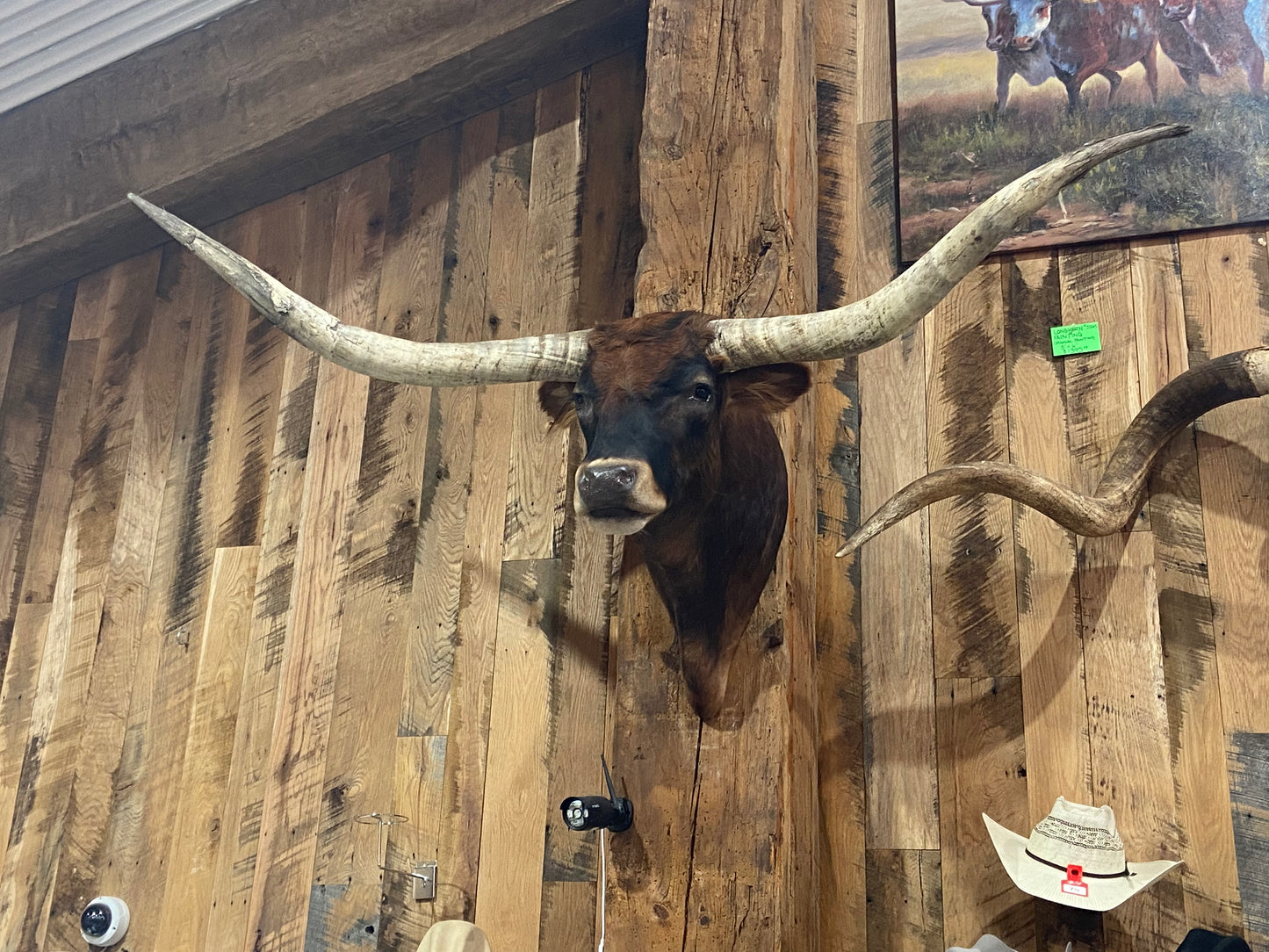 BRINDLE LONGHORN MOUNT *SOLD*