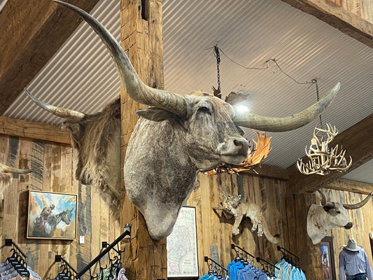 *SOLD*BRINDLE LONGHORN MOUNT