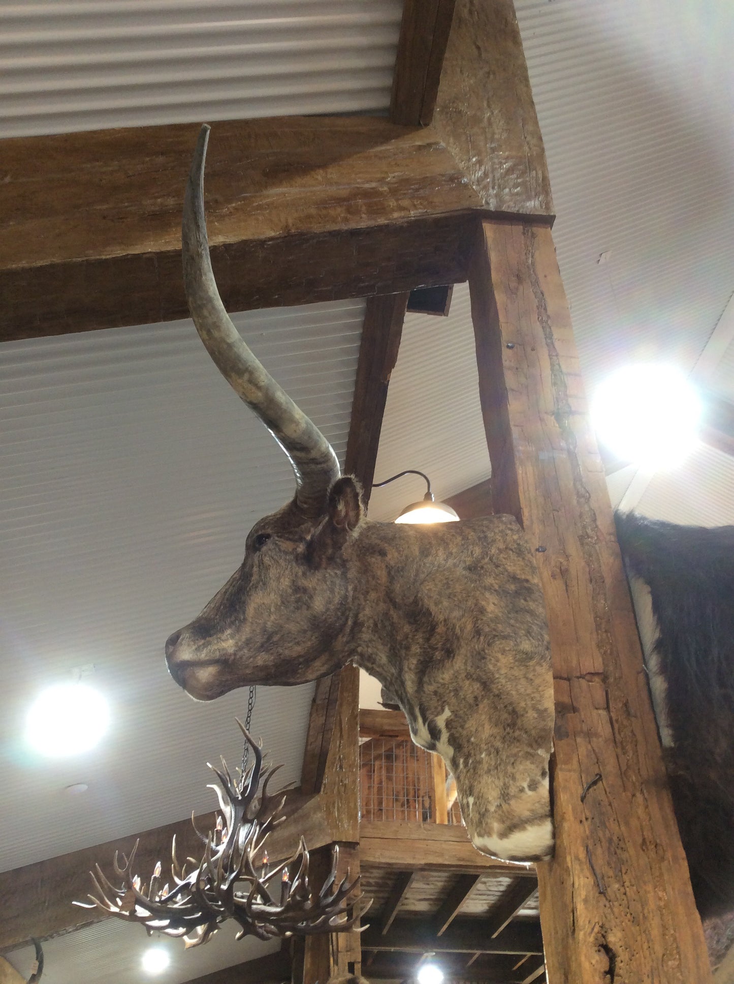*SOLD*Longhorn Mount