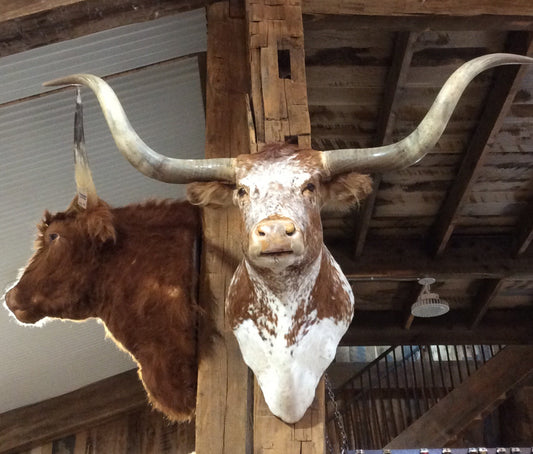 ORANGE Longhorn Mount*SOLD*