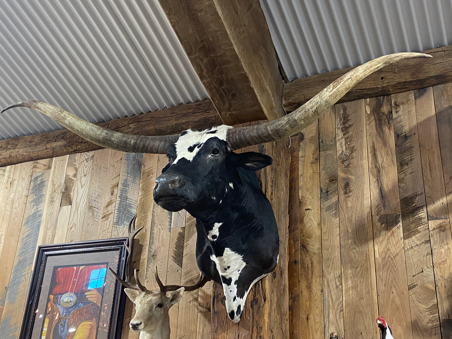 * sold* BLACK AND WHITE LONGHORN MOUNT
