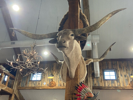 GREY LONGHORN MOUNT*SOLD*