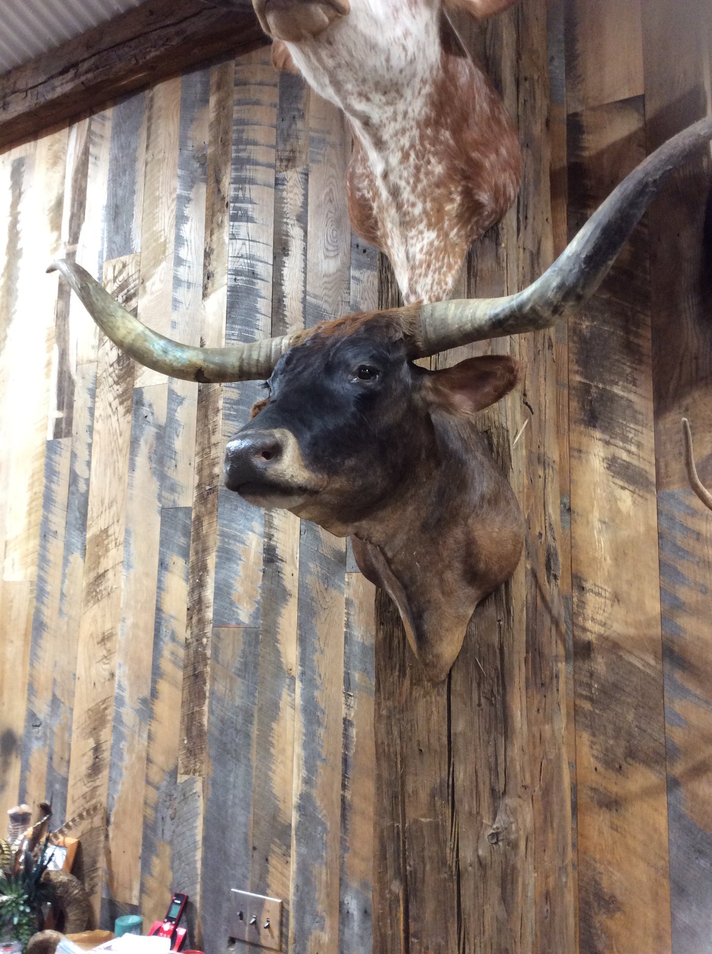 *SOLD*Mini Moo Longhorn Mount