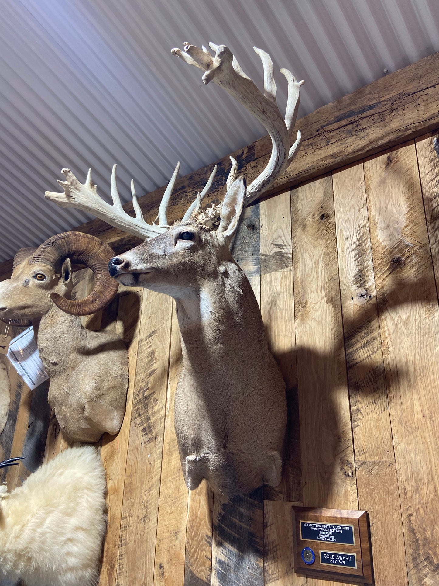 MONSTER MISSOURI WHITETAIL BUCK SHOULDER MOUNT