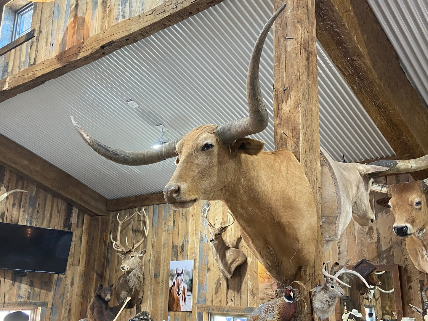 *SOLD*TAN LONGHORN MOUNT