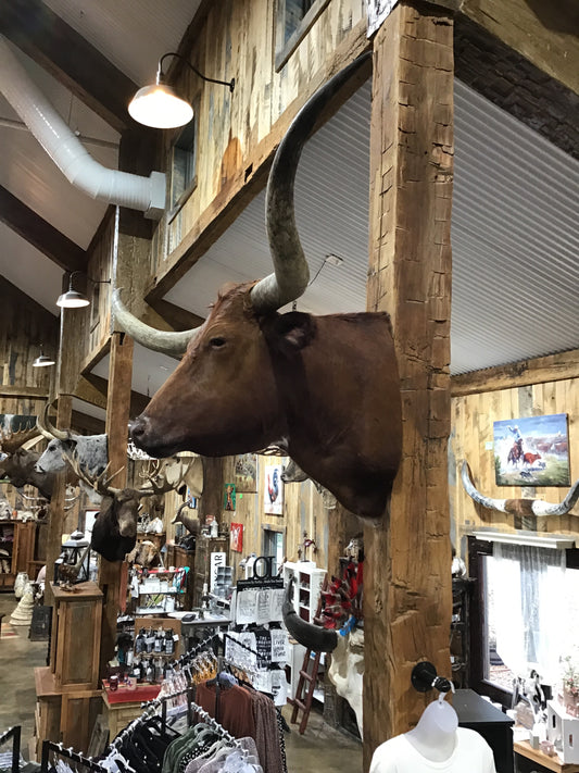 *SOLD*RED LONGHORN MOUNT