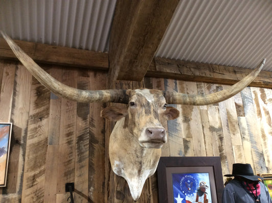 *SOLD* Longhorn Mount