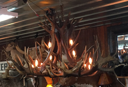 Red Stag Antler 12 Light Chandelier