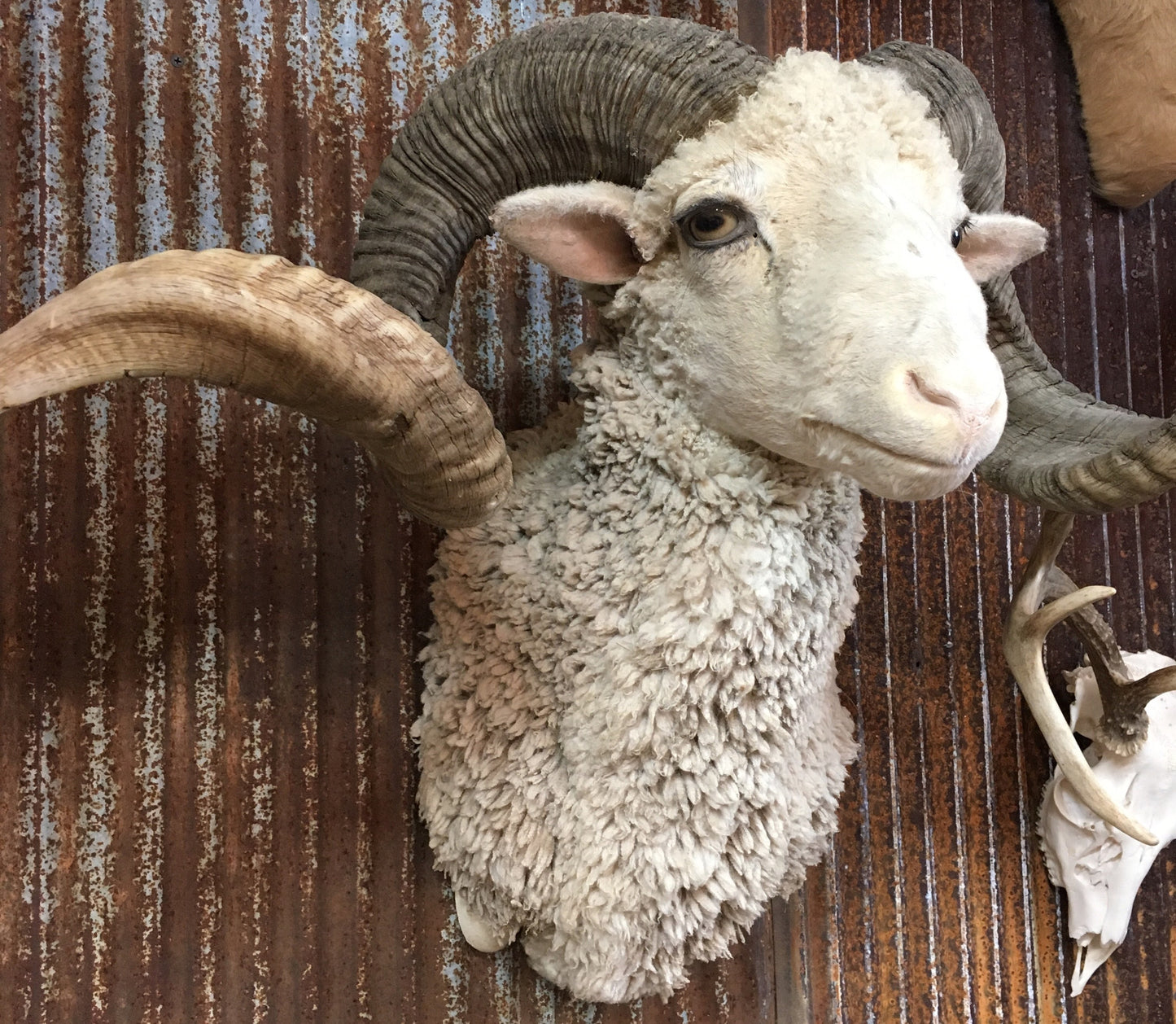 Woolley Sheep Shoulder Mount