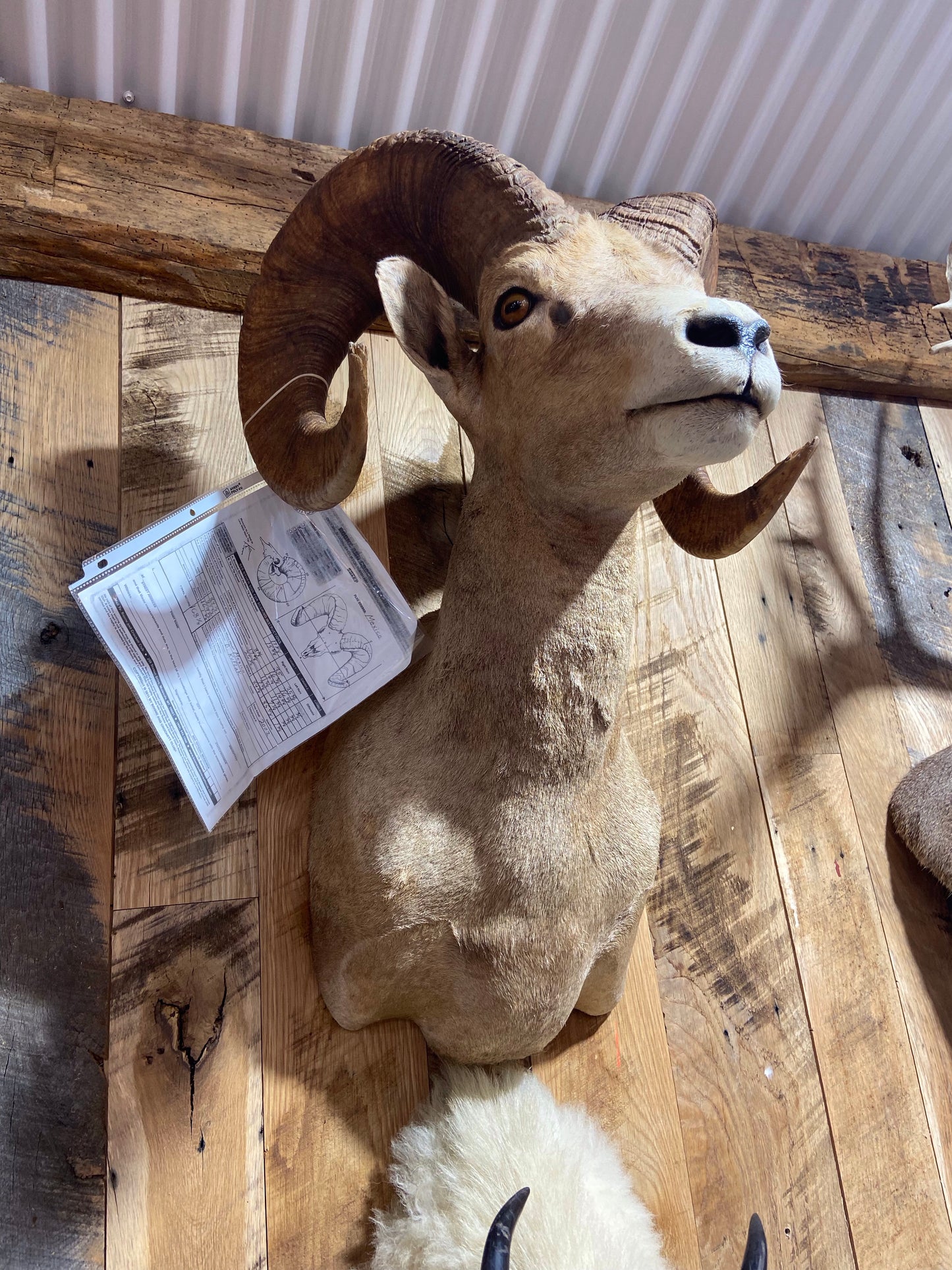 DESERT BIGHORN SHEEP RAM SHOULDER MOUNT