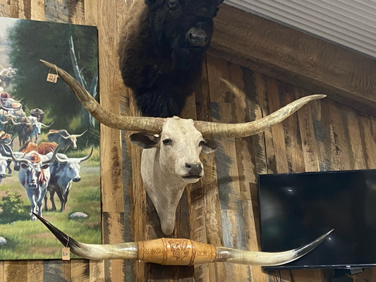 *SOLD* DIRTY WHITE LONGHORN MOUNT