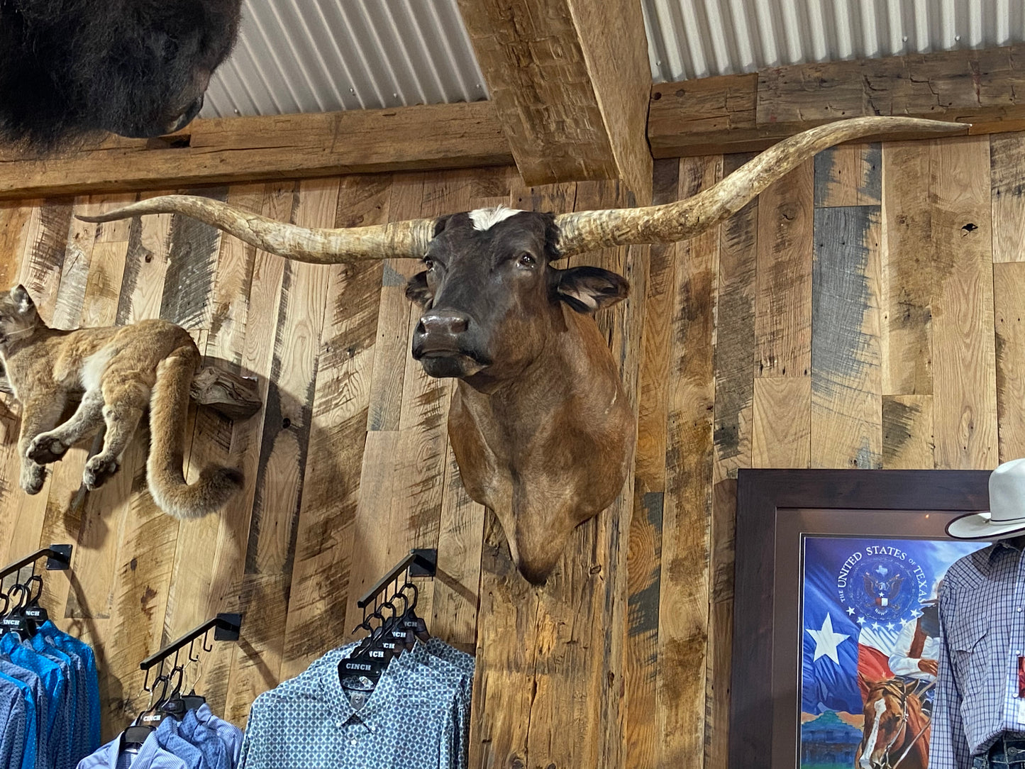 *SOLD*BROWN LONGHORN MOUNT