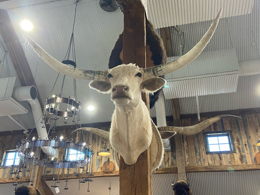 *SOLD* CREAM LONGHORN MOUNT