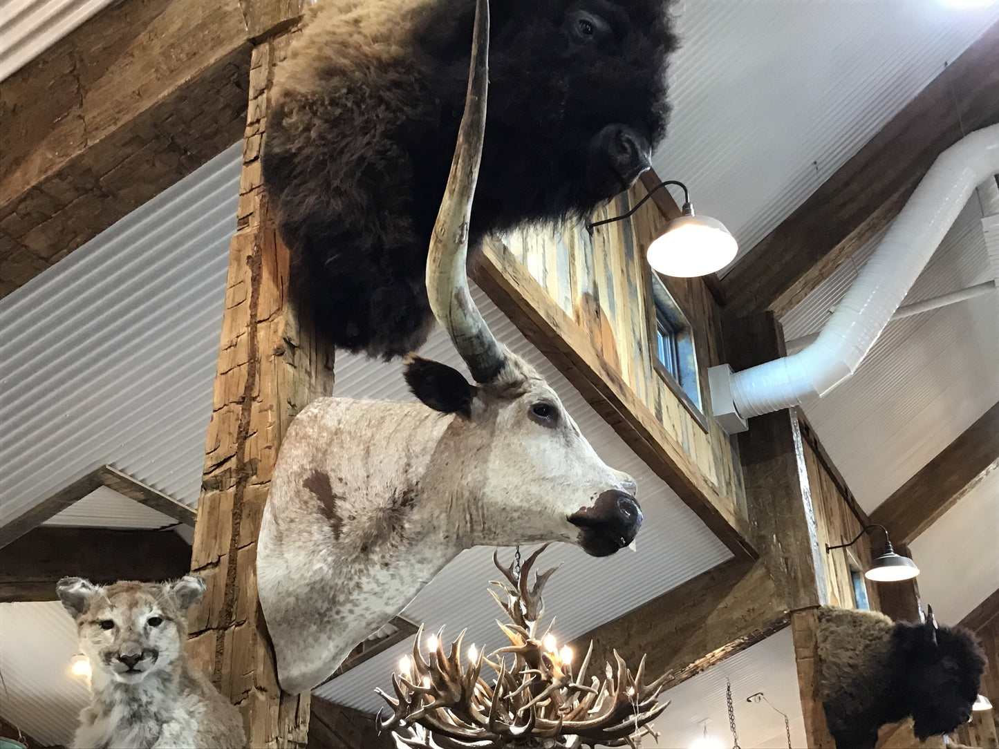 *SOLD* WHITE WITH RED SPOTS LONGHORN MOUNT