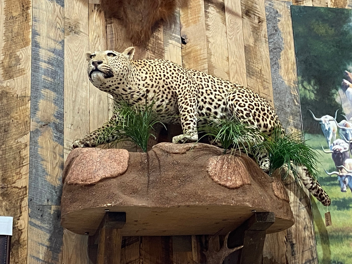 FULL BODY LEOPARD ON A ROCK