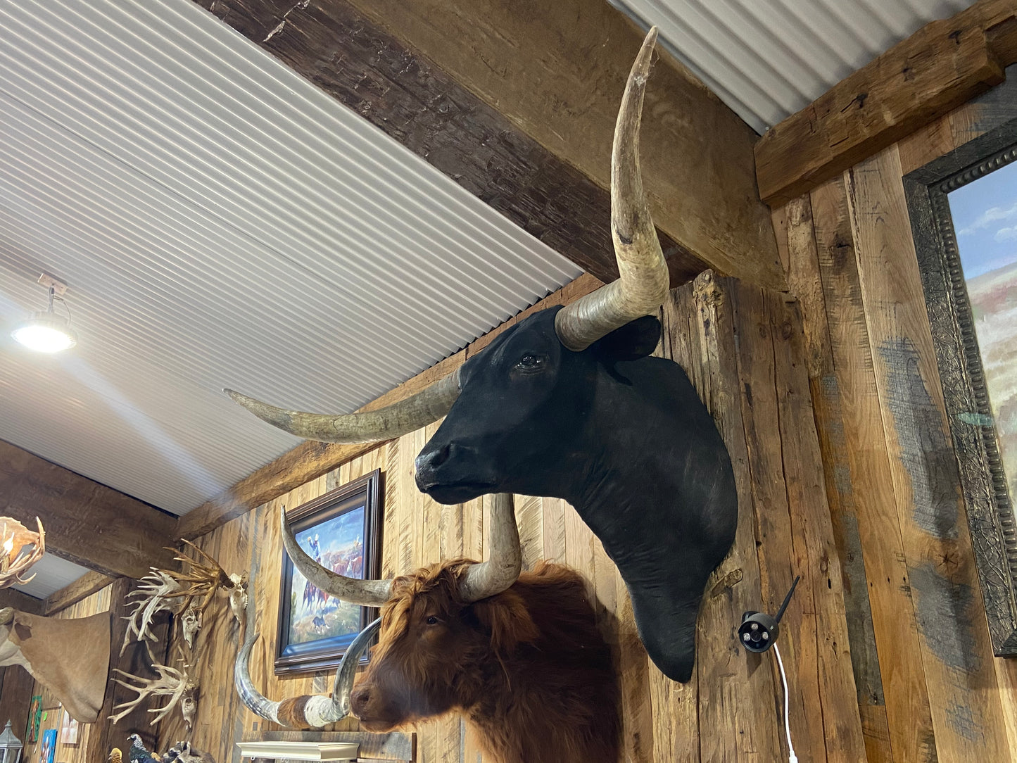 *SOLD* BLACK LONGHORN MOUNT