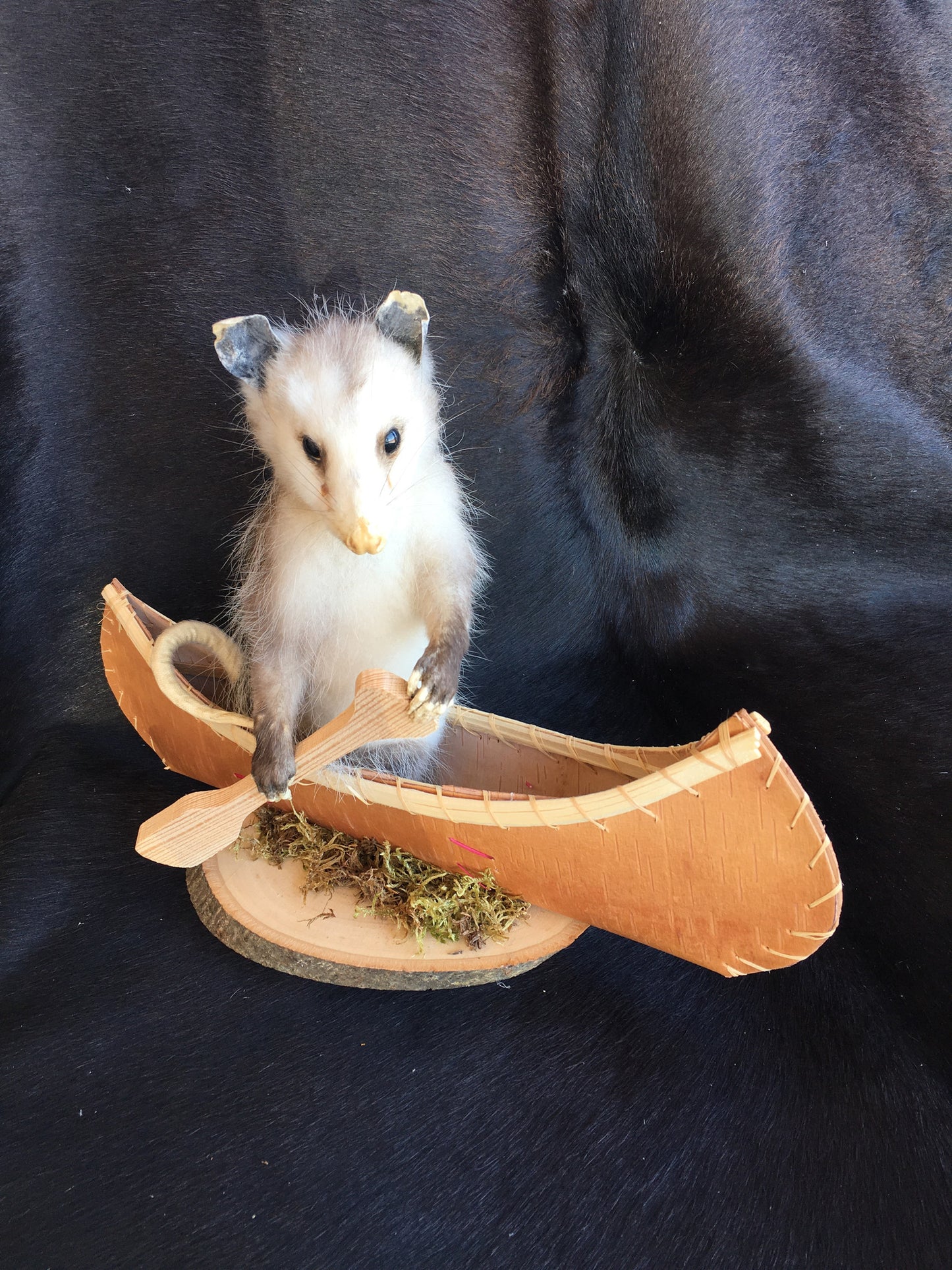 Small Opossum In A Canoe