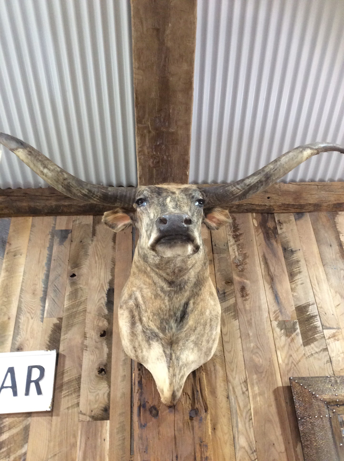 *SOLD* Longhorn Mount