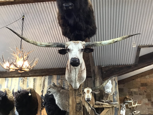 *SOLD* WHITE WITH RED SPOTS LONGHORN MOUNT