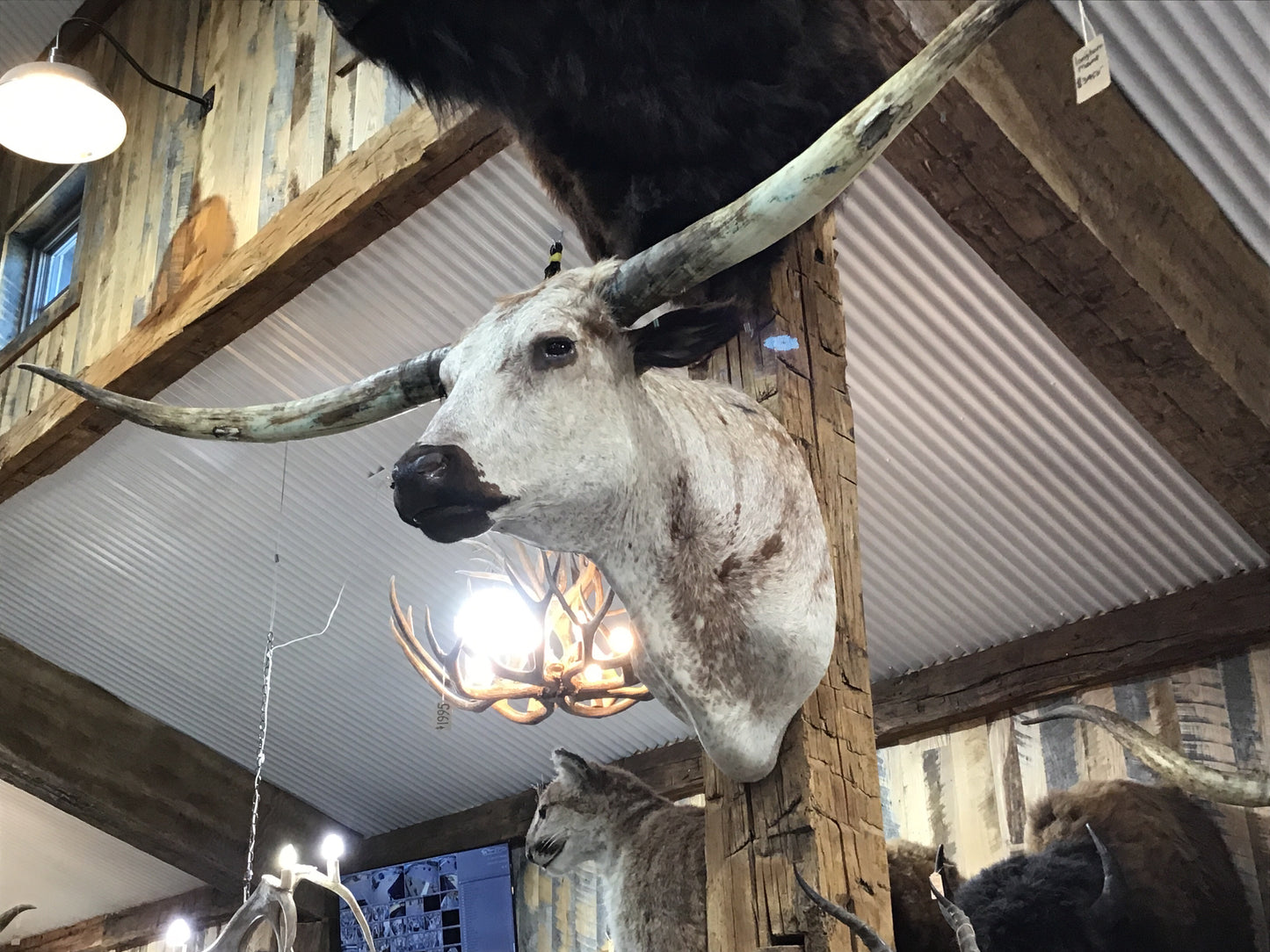 *SOLD* WHITE WITH RED SPOTS LONGHORN MOUNT