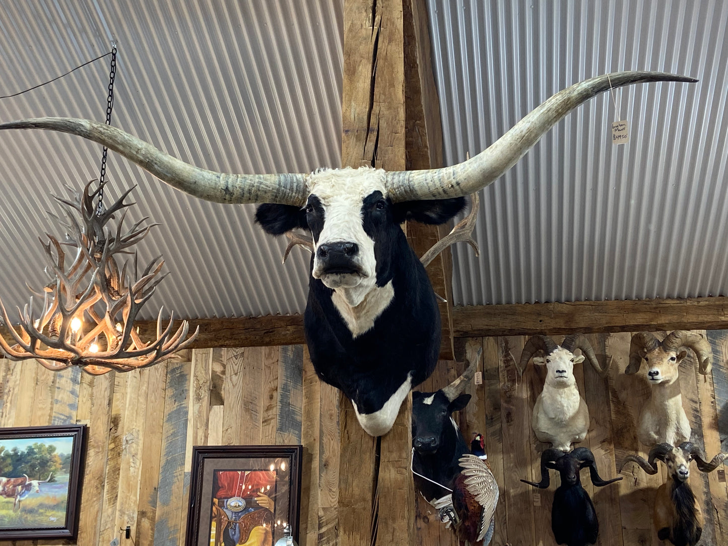 *SOLD* BLACK AND WHITE LONGHORN MOUNT