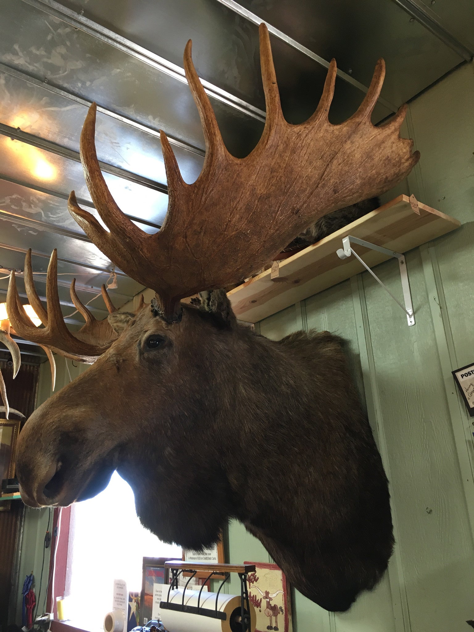 Moose Shoulder Mount – Yee Haw Ranch Outfitters