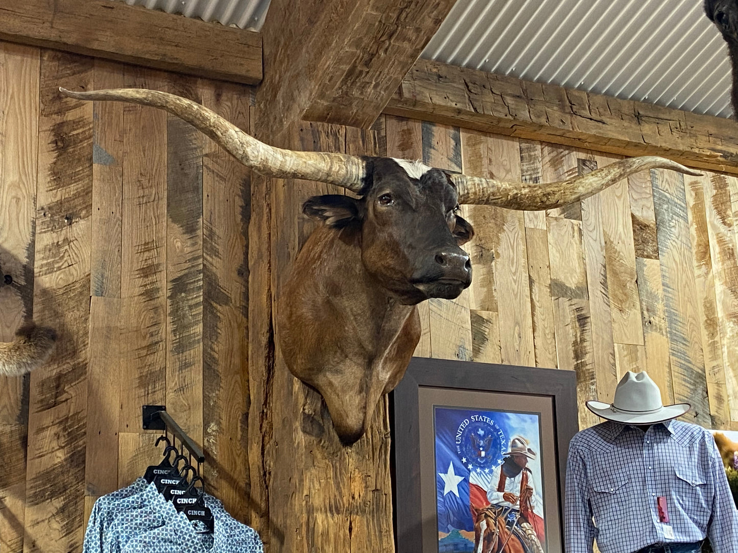 *SOLD*BROWN LONGHORN MOUNT