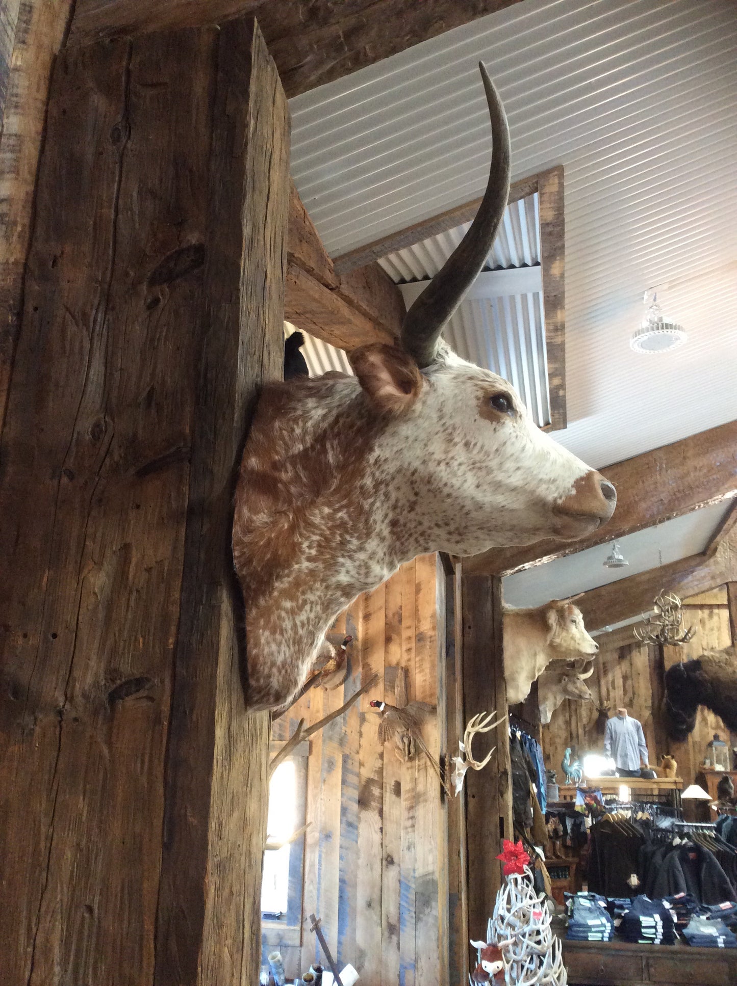 *SOLD* Longhorn mount