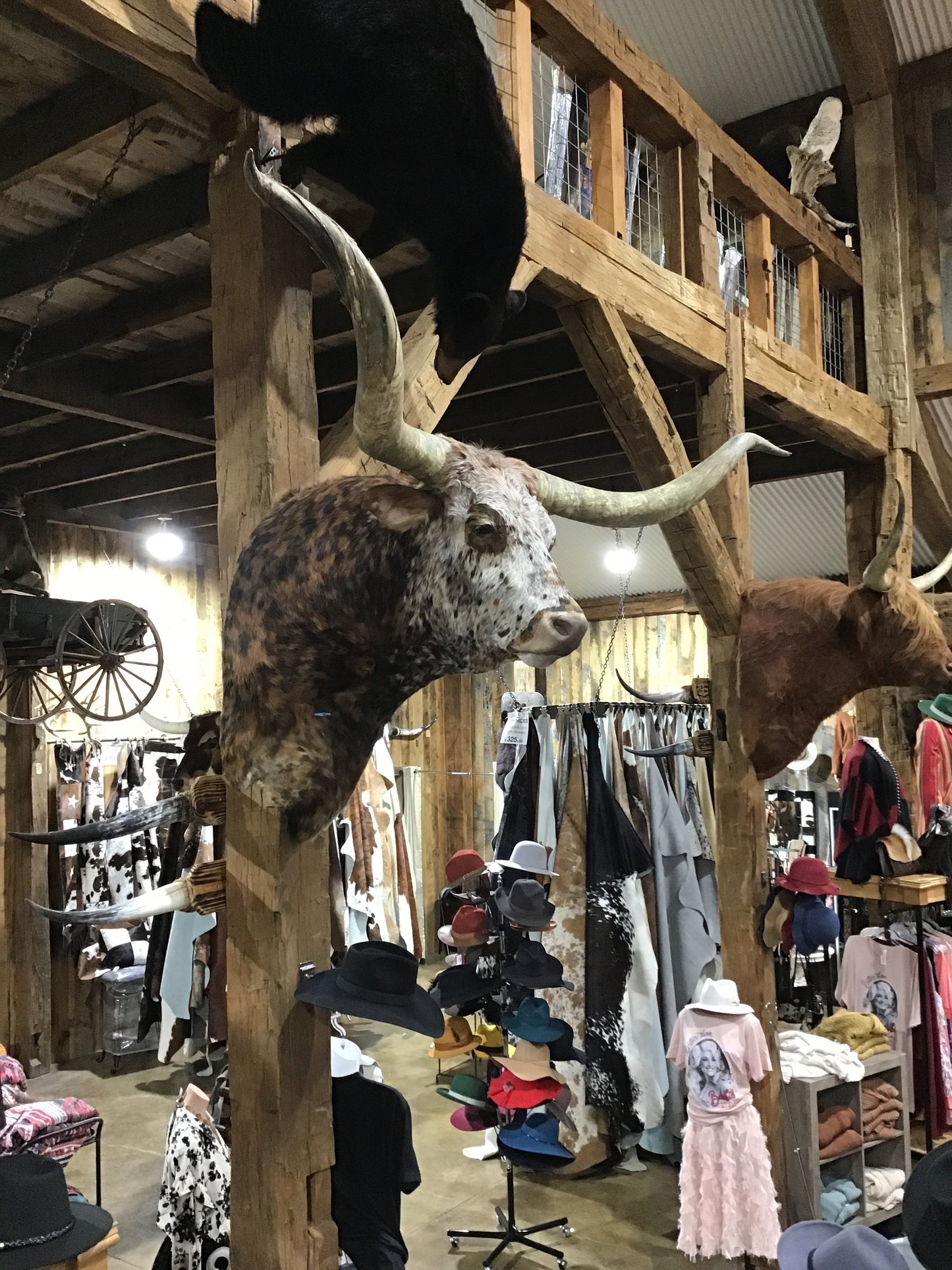 *SOLD*SPECKLE TRI COLOR LONGHORN