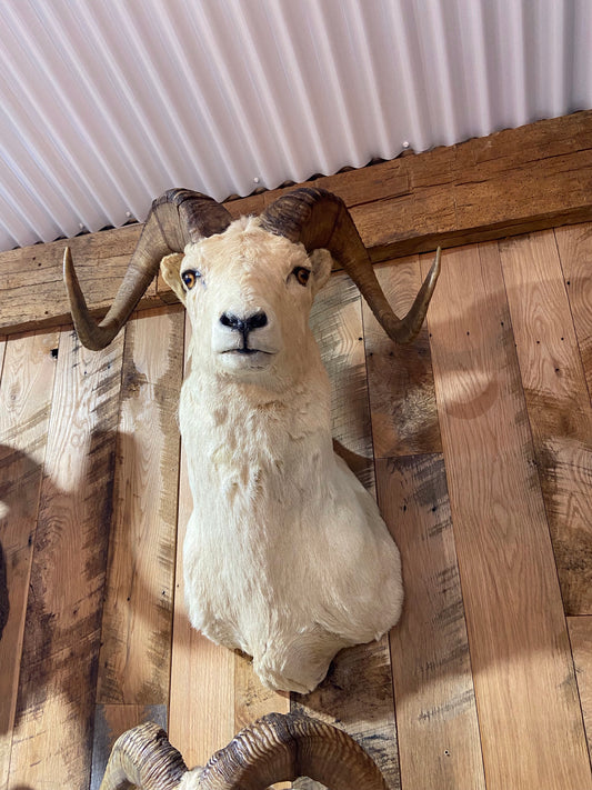 ALASKAN DALL SHEEP SHOULDER MOUNT