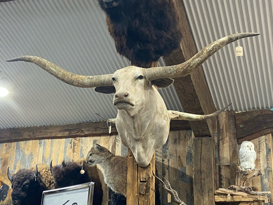 *SOLD*CREAM LONGHORN MOUNT
