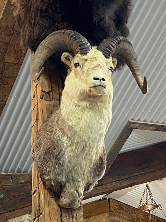 STONE SHEEP SHOULDER MOUNT