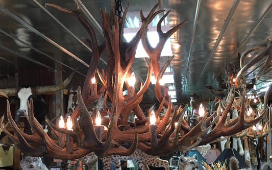Red Stag Antler 14 Light Chandelier