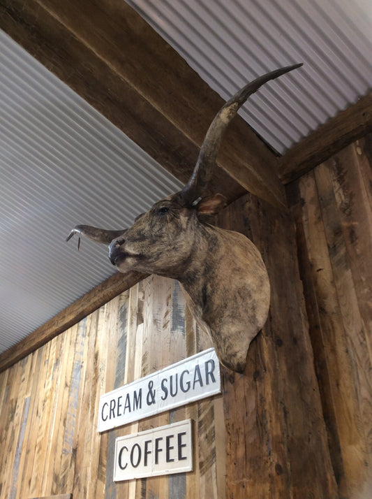 *SOLD* Longhorn Mount