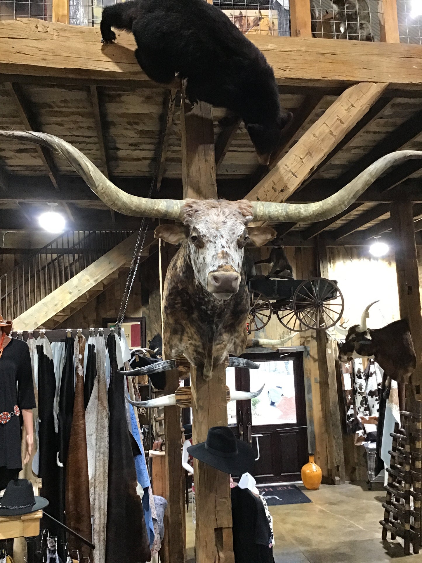 *SOLD*SPECKLE TRI COLOR LONGHORN