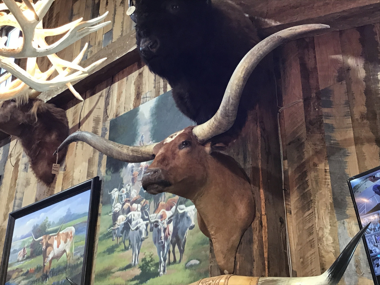*SOLD* RED LONGHORN MOUNT