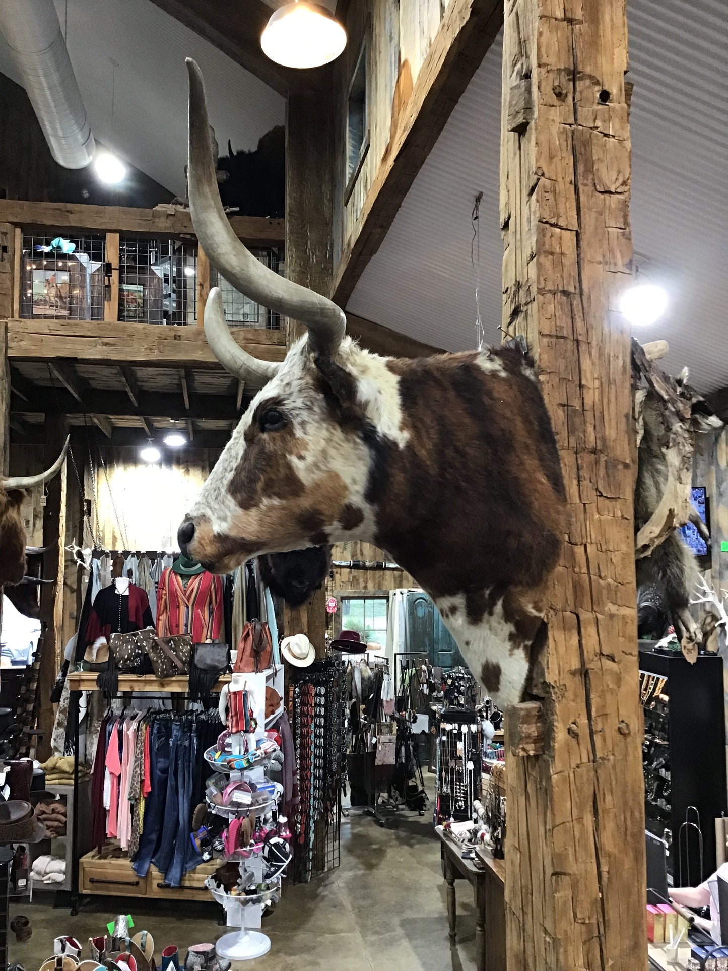 *SOLD*TRI COLOR LONGHORN MOUNT